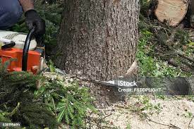 How Our Tree Care Process Works  in  Centerville, GA