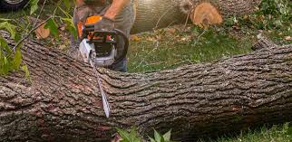 Lawn Pest Prevention in Centerville, GA