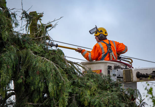 Reliable Centerville, GA Tree Care Solutions