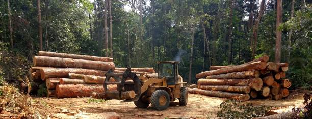 Best Root Management and Removal  in Centerville, GA