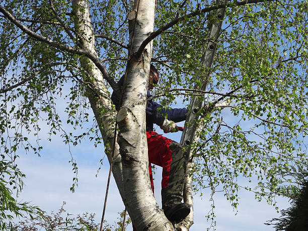 Best Storm Damage Tree Cleanup  in Centerville, GA