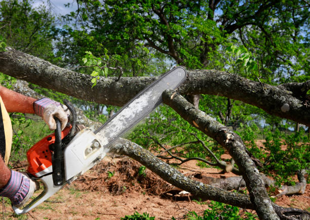 Best Lawn Pest Prevention  in Centerville, GA